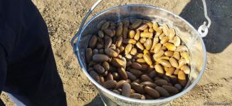 В Агдаме высажен лесной массив (ФОТО)