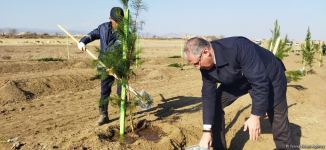 В Агдаме высажен лесной массив (ФОТО)