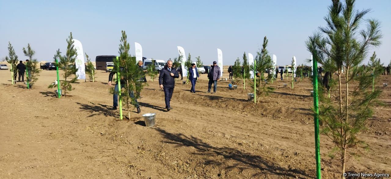 В Агдаме высажен лесной массив (ФОТО)