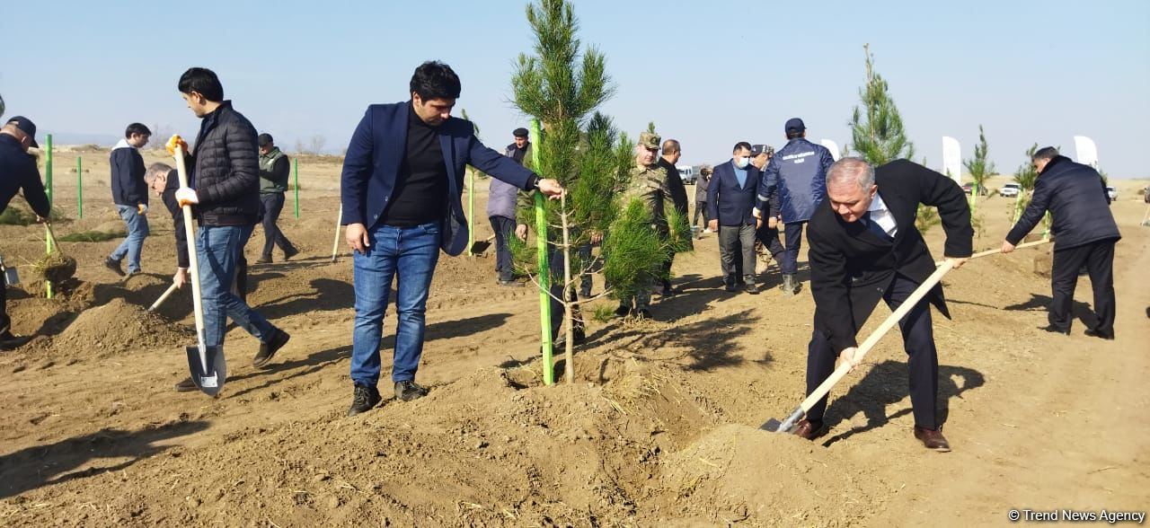 В Агдаме высажен лесной массив (ФОТО)