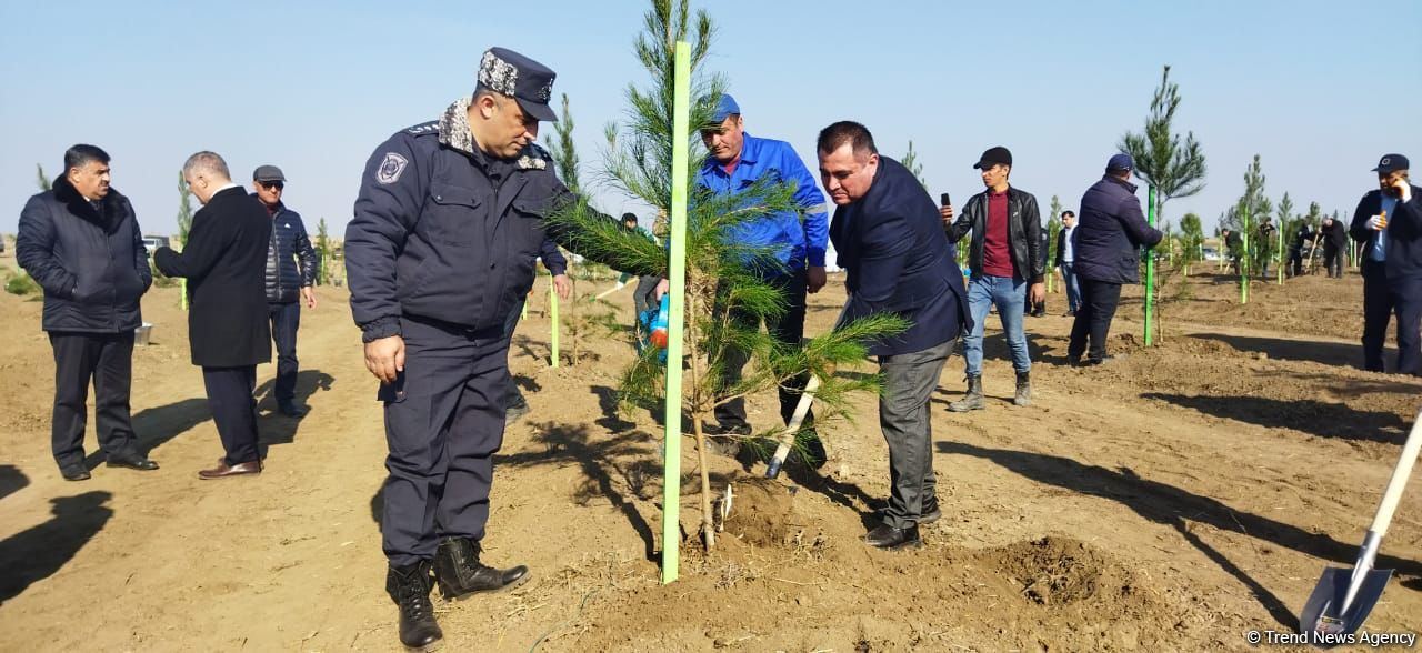 В Агдаме высажен лесной массив (ФОТО)