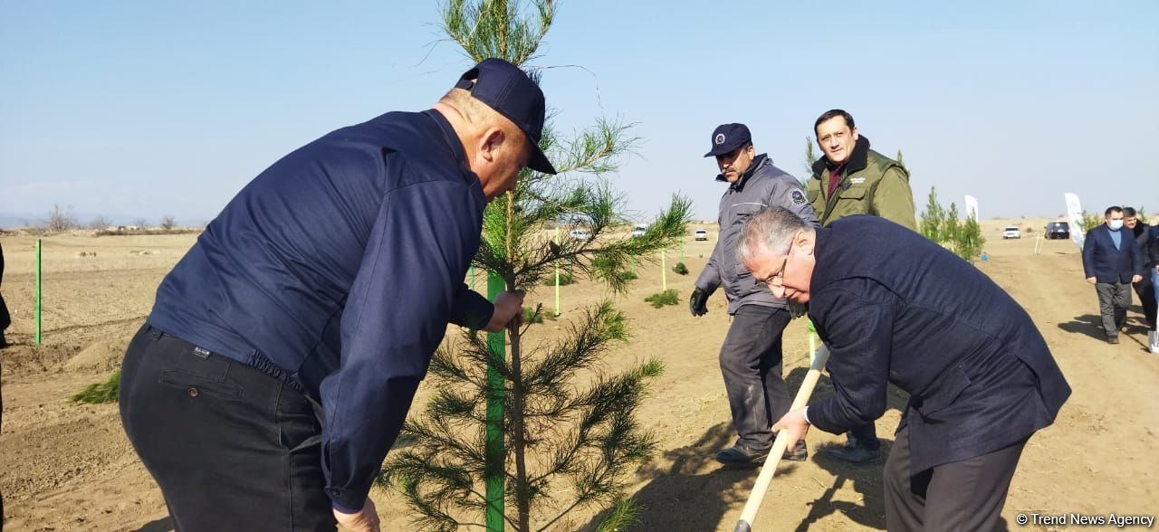 В Агдаме высажен лесной массив (ФОТО)