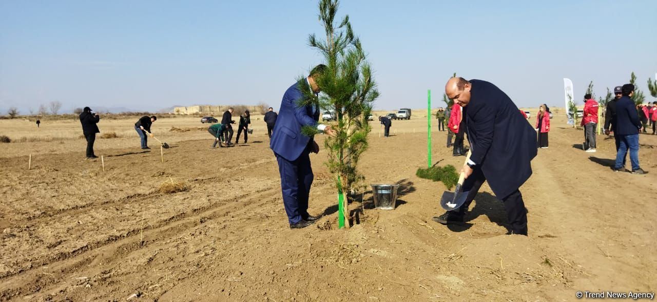 В Агдаме высажен лесной массив (ФОТО)