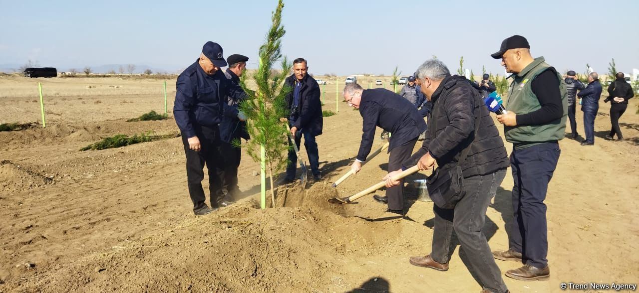 В Агдаме высажен лесной массив (ФОТО)