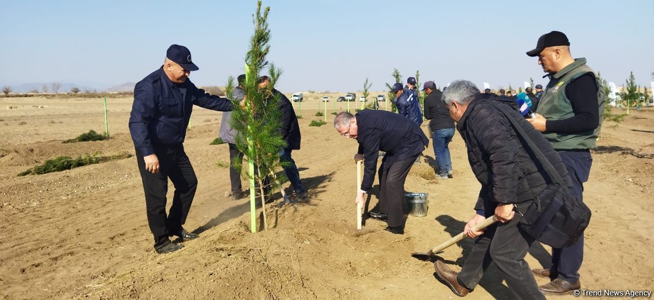 В Агдаме высажен лесной массив (ФОТО)
