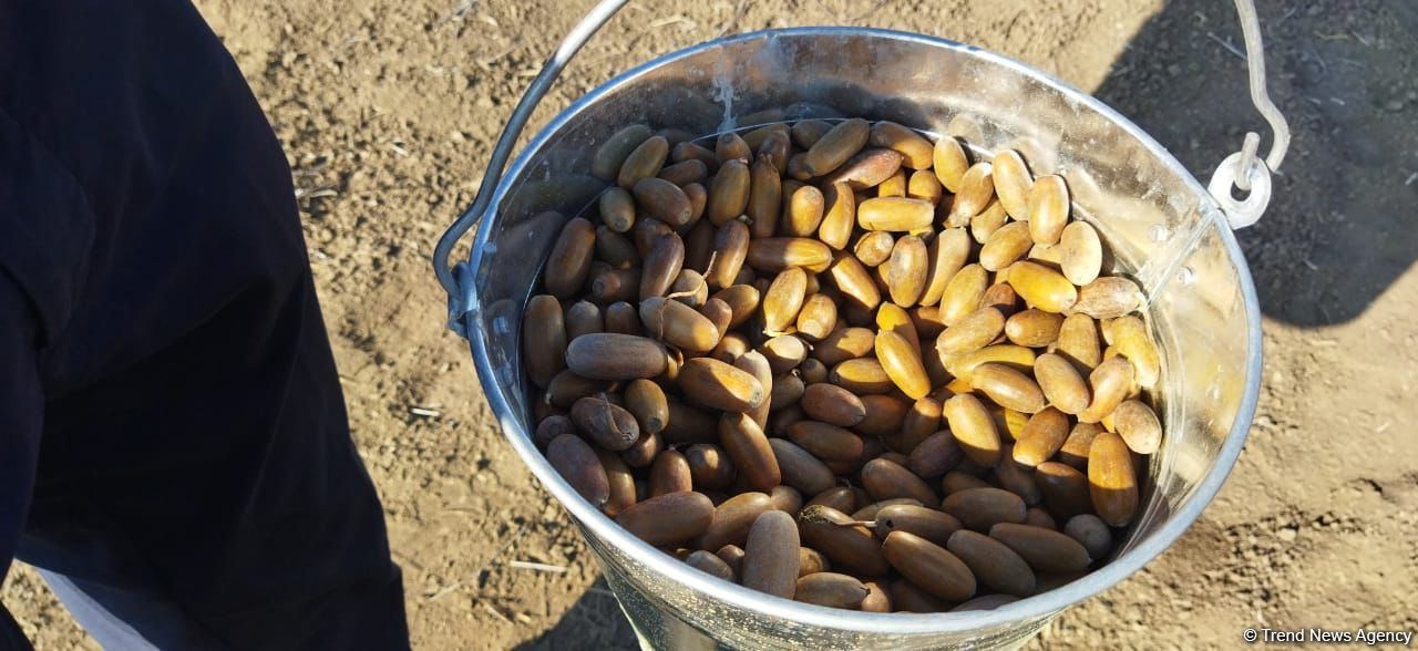 В Агдаме высажен лесной массив (ФОТО)