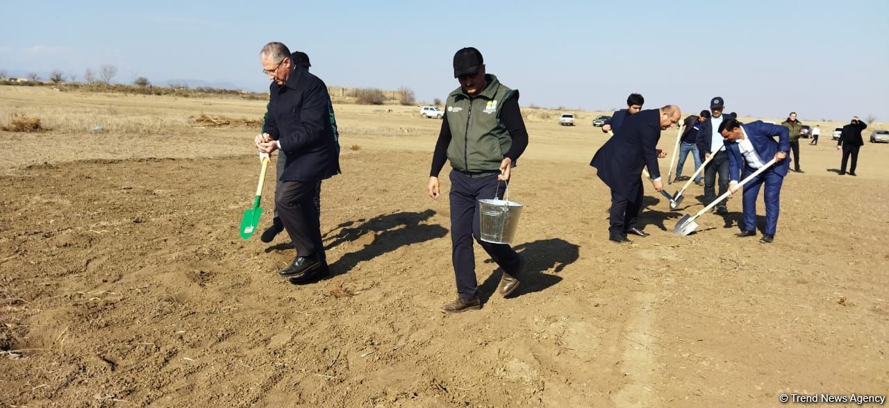 В Агдаме высажен лесной массив (ФОТО)