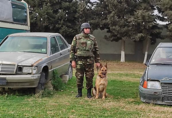 К разминированию освобожденных территорий Азербайджана привлечены специально обученные собаки (ФОТО/ВИДЕО)