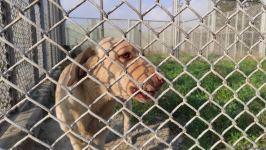 К разминированию освобожденных территорий Азербайджана привлечены специально обученные собаки (ФОТО/ВИДЕО)