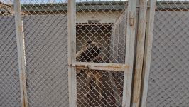 К разминированию освобожденных территорий Азербайджана привлечены специально обученные собаки (ФОТО/ВИДЕО)