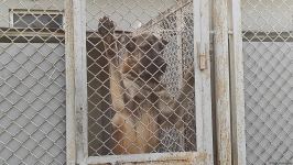 К разминированию освобожденных территорий Азербайджана привлечены специально обученные собаки (ФОТО/ВИДЕО)