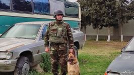 К разминированию освобожденных территорий Азербайджана привлечены специально обученные собаки (ФОТО/ВИДЕО)