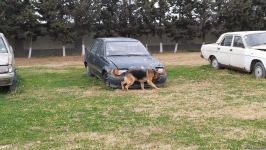 К разминированию освобожденных территорий Азербайджана привлечены специально обученные собаки (ФОТО/ВИДЕО)