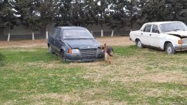 К разминированию освобожденных территорий Азербайджана привлечены специально обученные собаки (ФОТО/ВИДЕО)