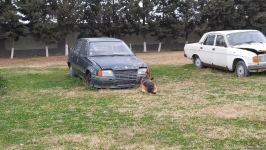 К разминированию освобожденных территорий Азербайджана привлечены специально обученные собаки (ФОТО/ВИДЕО)