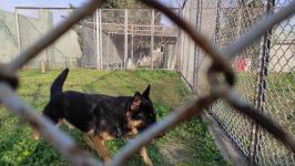 К разминированию освобожденных территорий Азербайджана привлечены специально обученные собаки (ФОТО/ВИДЕО)