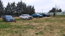 К разминированию освобожденных территорий Азербайджана привлечены специально обученные собаки (ФОТО/ВИДЕО)