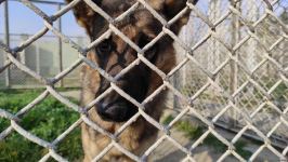 К разминированию освобожденных территорий Азербайджана привлечены специально обученные собаки (ФОТО/ВИДЕО)