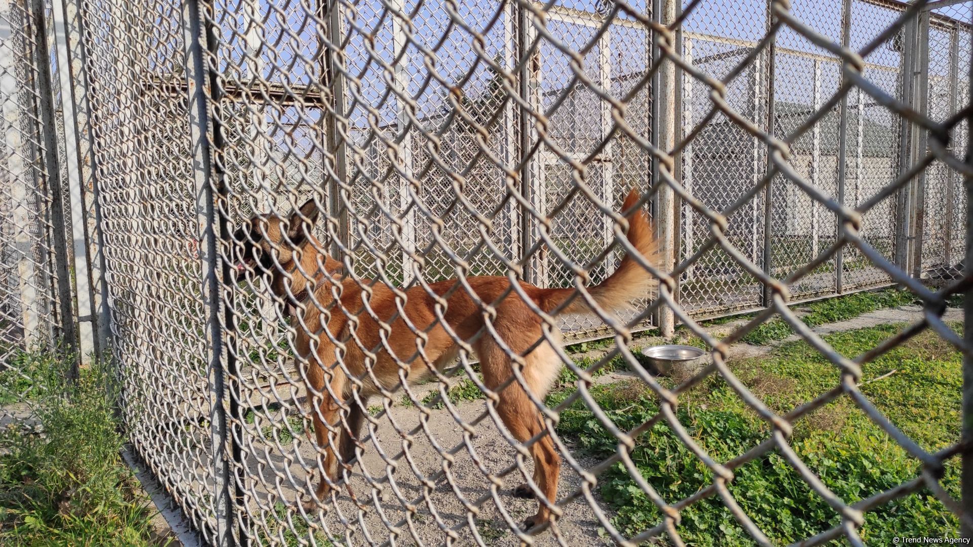 К разминированию освобожденных территорий Азербайджана привлечены специально обученные собаки (ФОТО/ВИДЕО)