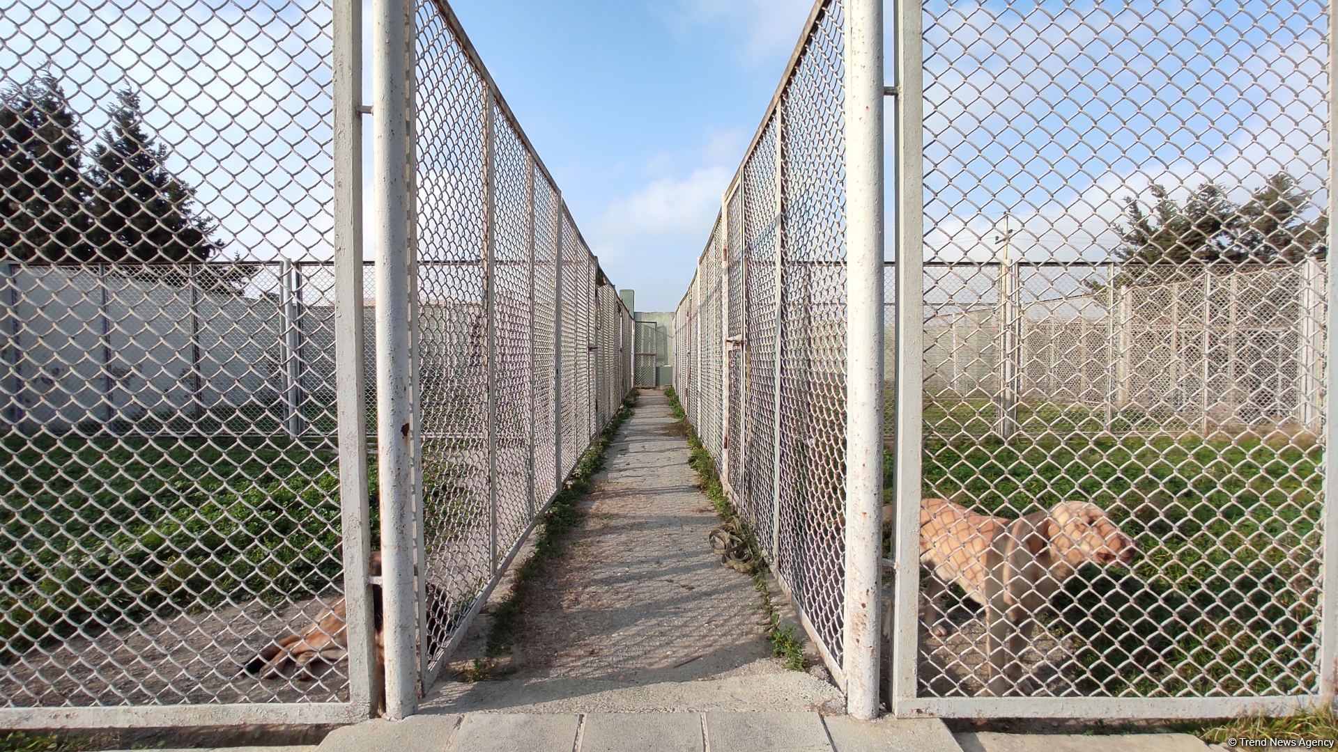 К разминированию освобожденных территорий Азербайджана привлечены специально обученные собаки (ФОТО/ВИДЕО)