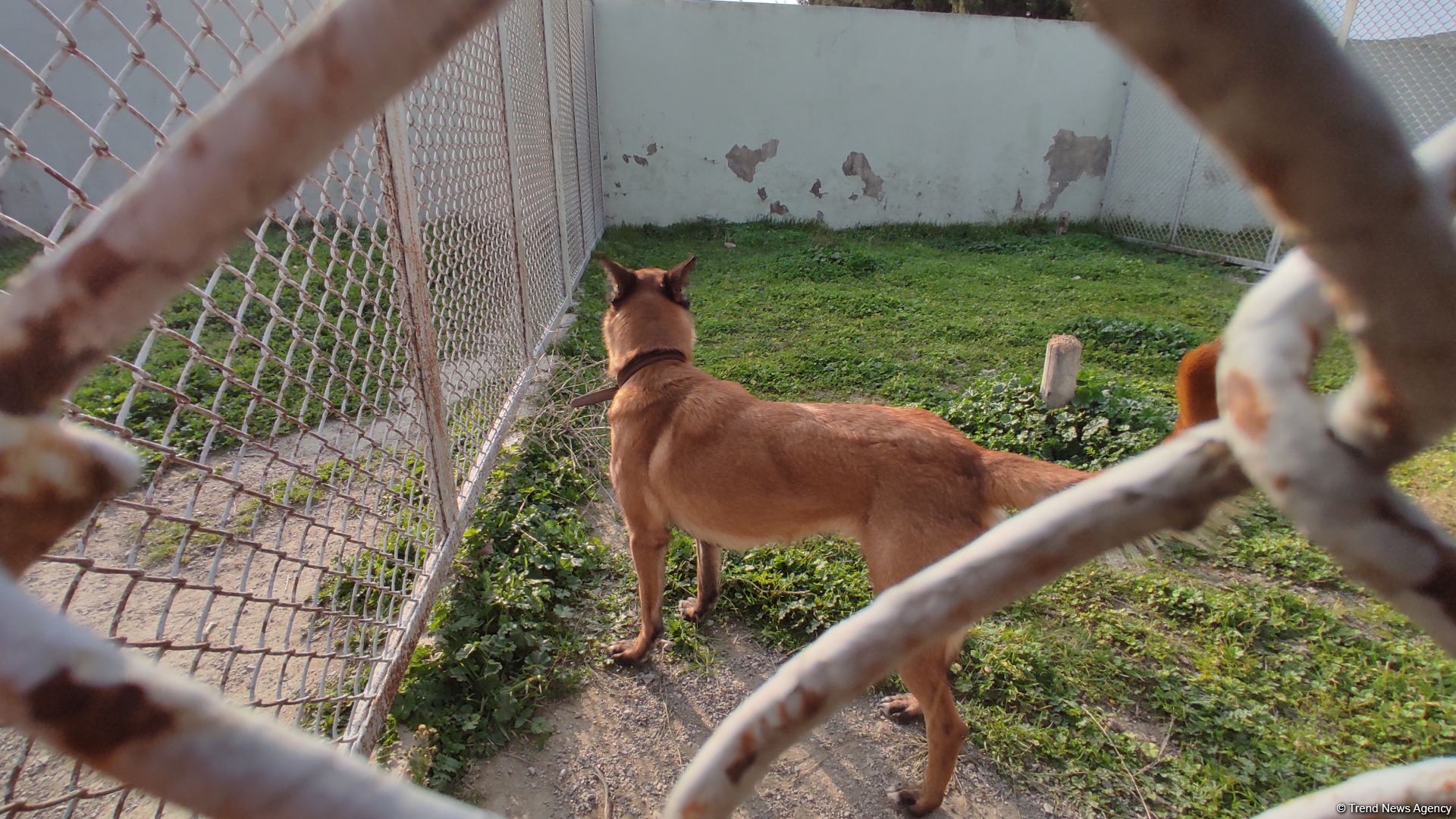 К разминированию освобожденных территорий Азербайджана привлечены специально обученные собаки (ФОТО/ВИДЕО)