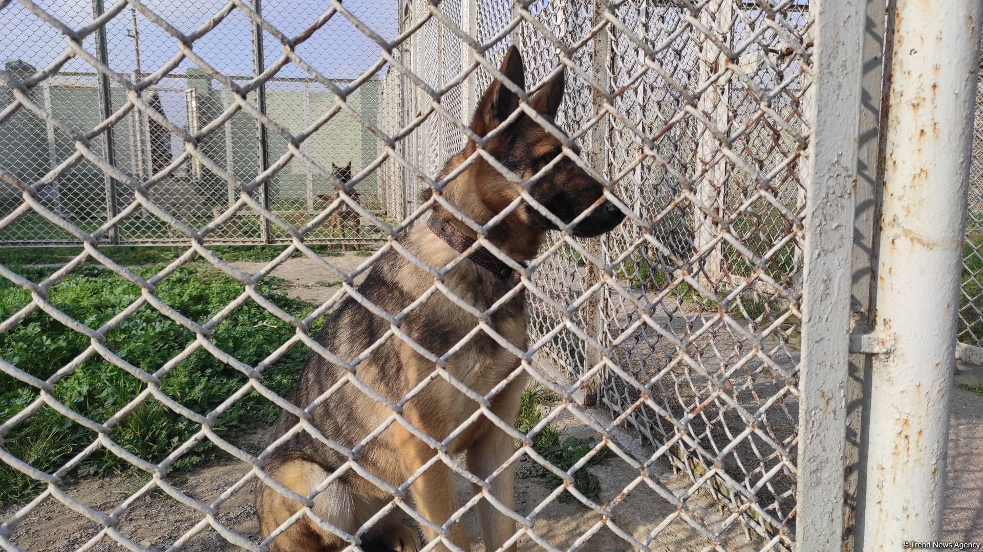 К разминированию освобожденных территорий Азербайджана привлечены специально обученные собаки (ФОТО/ВИДЕО)
