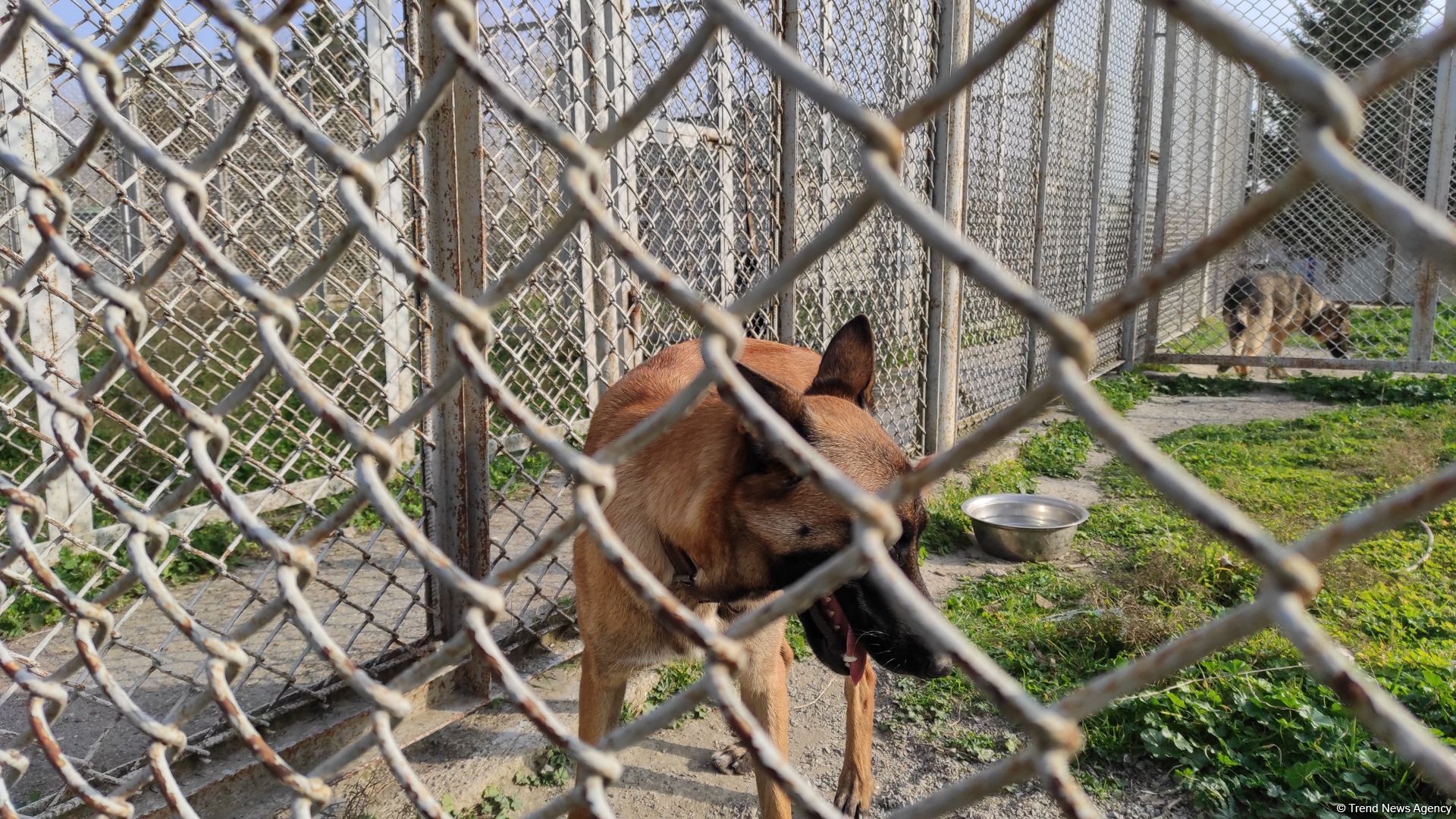 К разминированию освобожденных территорий Азербайджана привлечены специально обученные собаки (ФОТО/ВИДЕО)