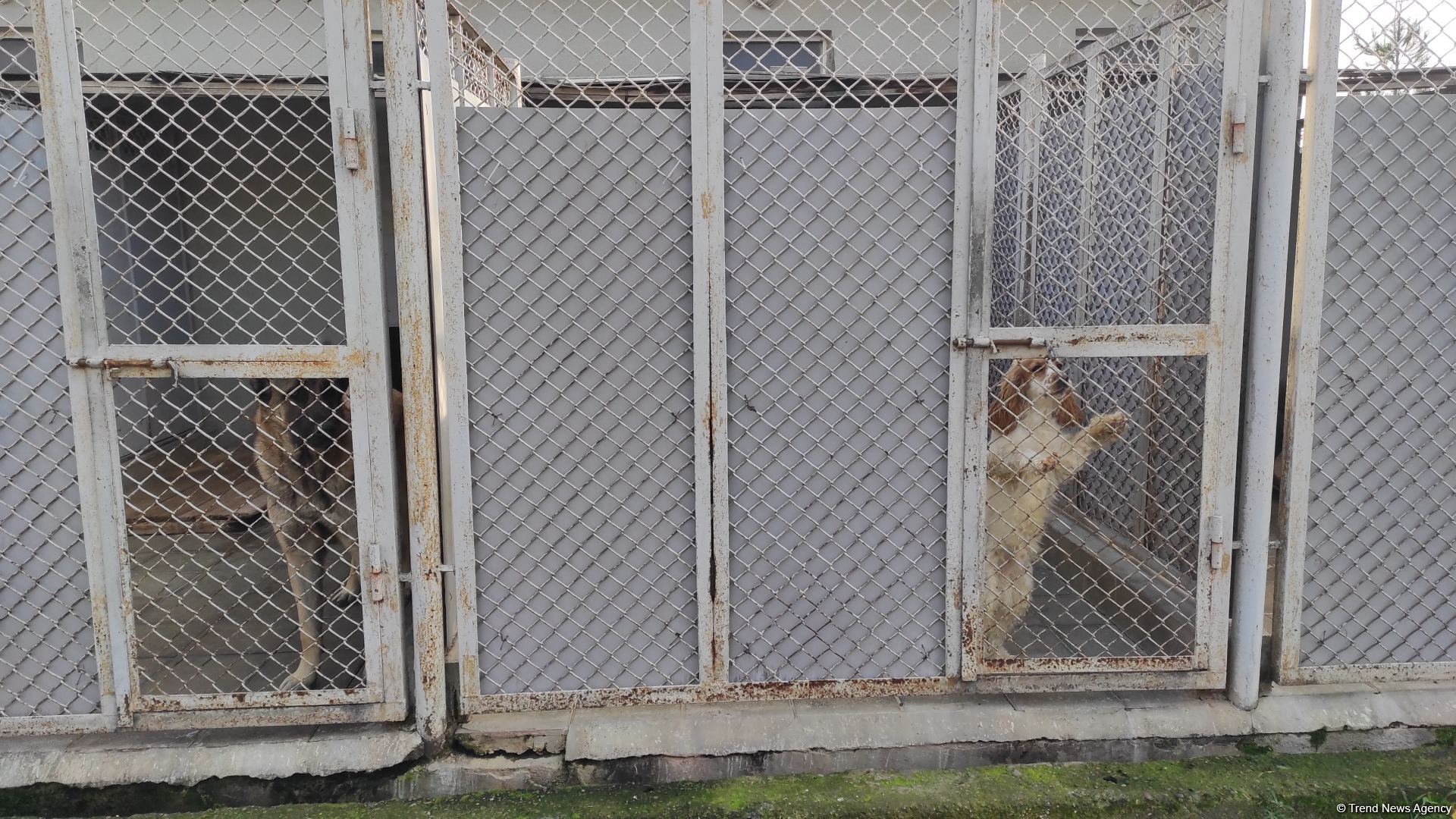 К разминированию освобожденных территорий Азербайджана привлечены специально обученные собаки (ФОТО/ВИДЕО)