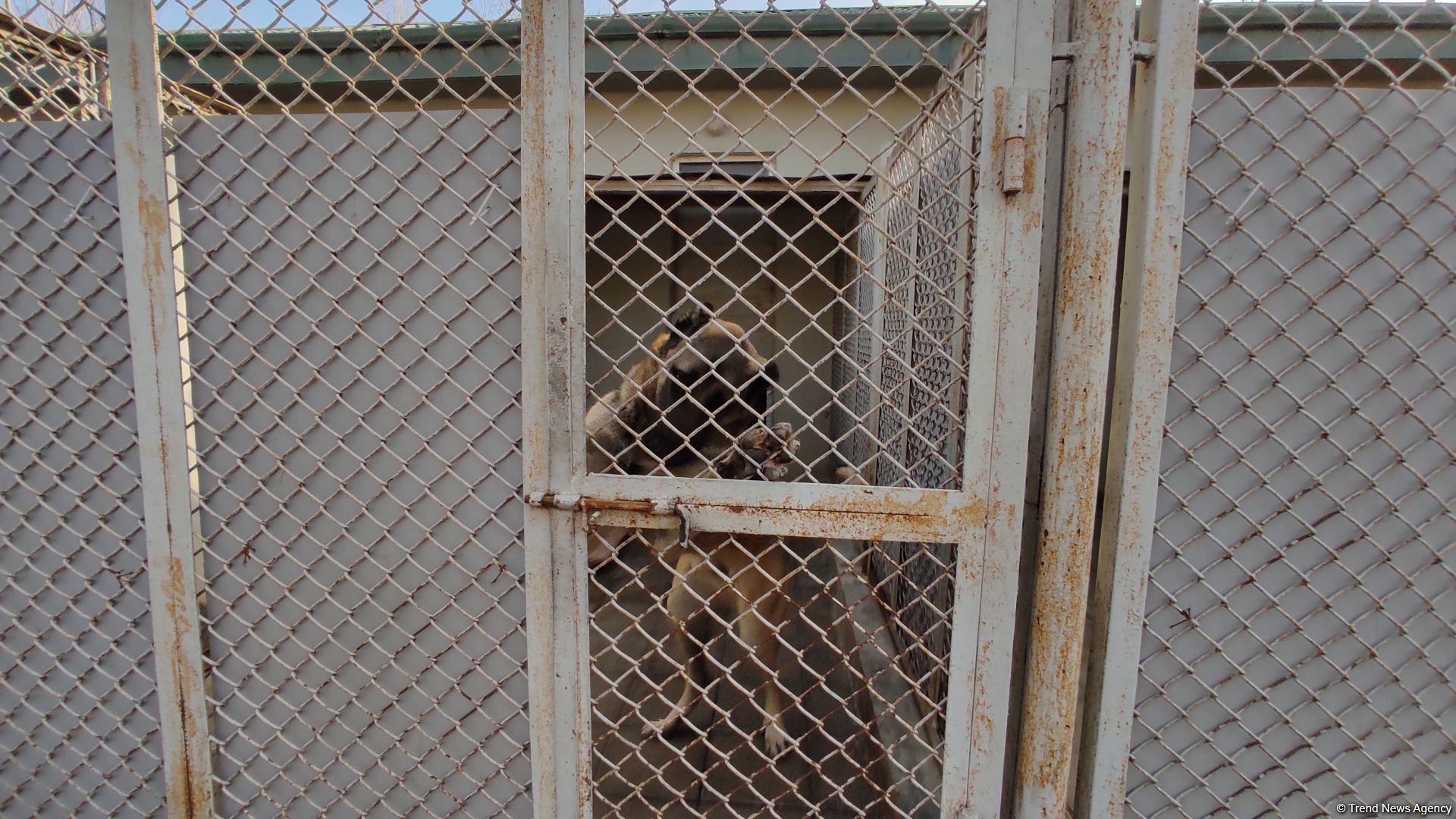 К разминированию освобожденных территорий Азербайджана привлечены специально обученные собаки (ФОТО/ВИДЕО)