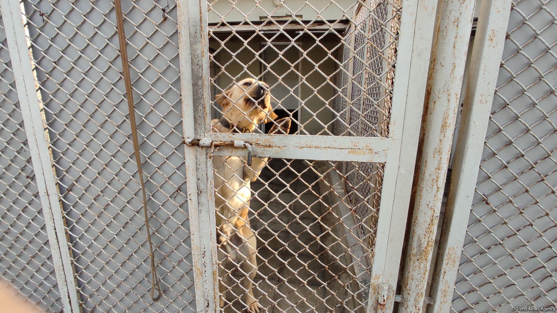 К разминированию освобожденных территорий Азербайджана привлечены специально обученные собаки (ФОТО/ВИДЕО)