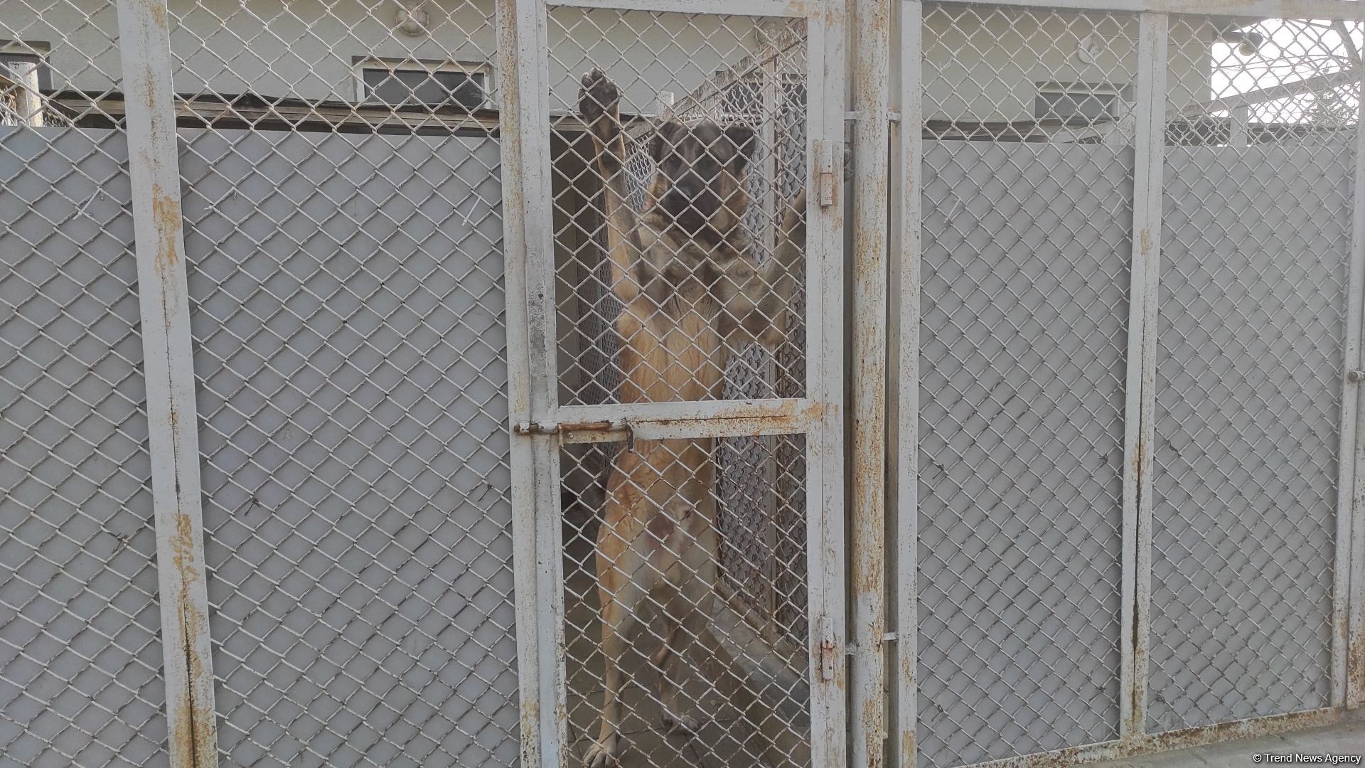 К разминированию освобожденных территорий Азербайджана привлечены специально обученные собаки (ФОТО/ВИДЕО)