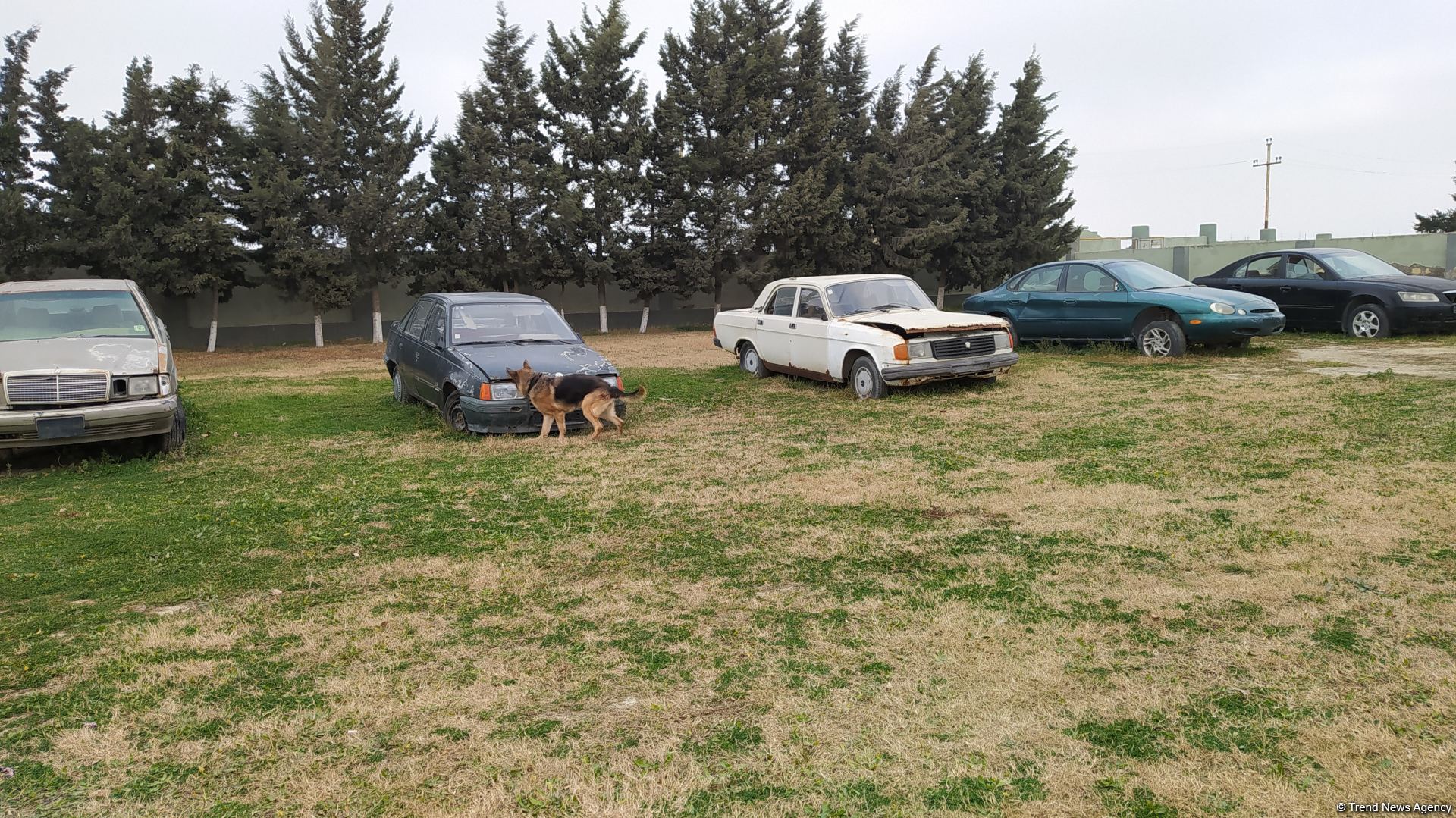 К разминированию освобожденных территорий Азербайджана привлечены специально обученные собаки (ФОТО/ВИДЕО)