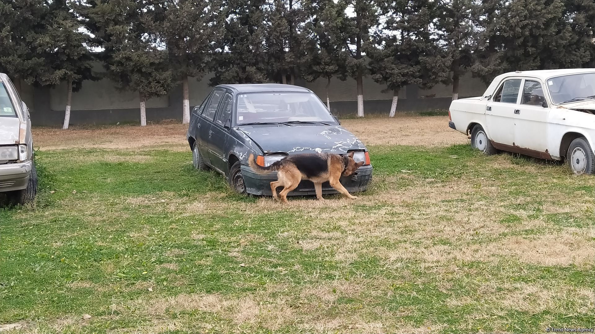 К разминированию освобожденных территорий Азербайджана привлечены специально обученные собаки (ФОТО/ВИДЕО)