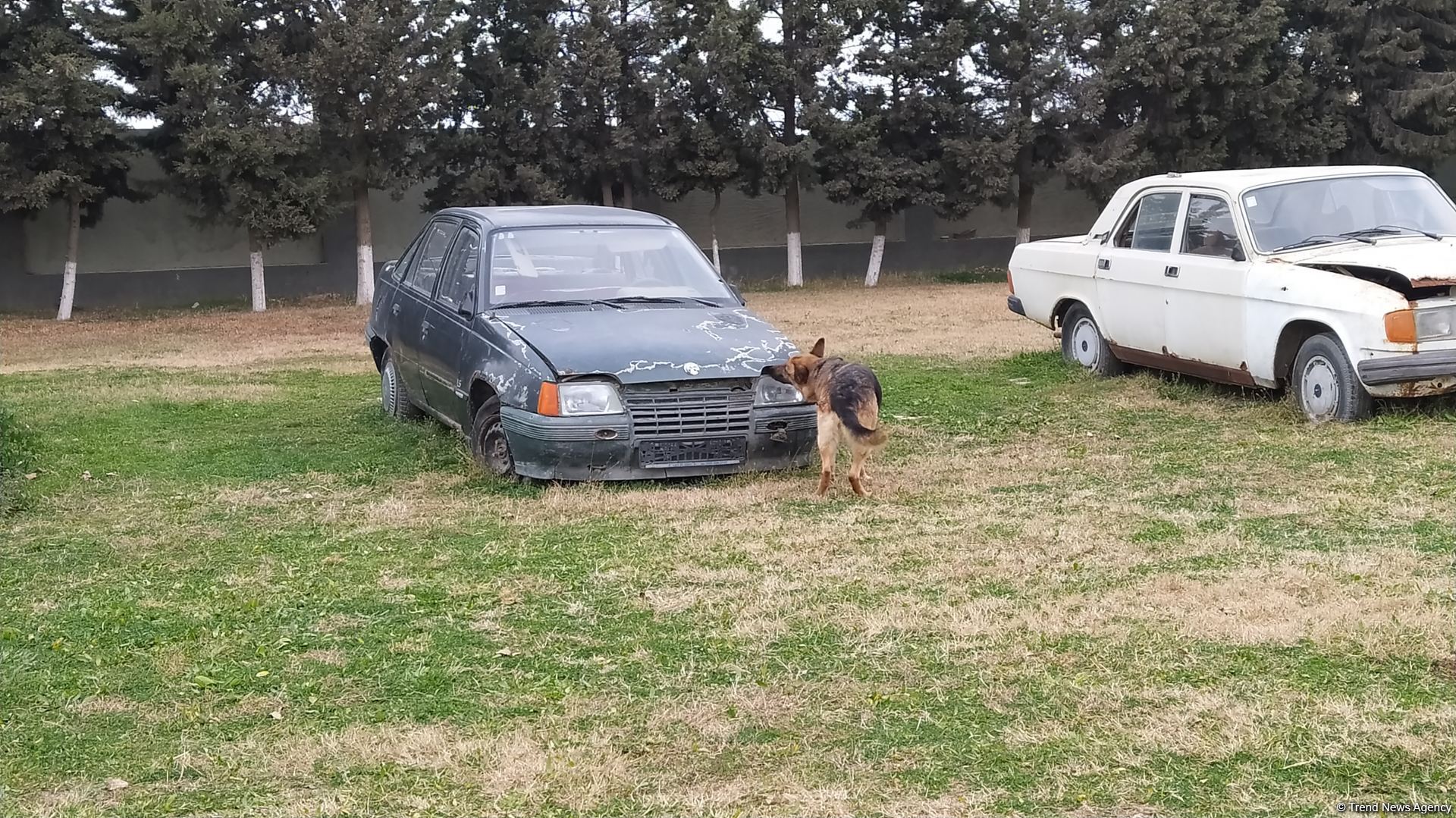 К разминированию освобожденных территорий Азербайджана привлечены специально обученные собаки (ФОТО/ВИДЕО)