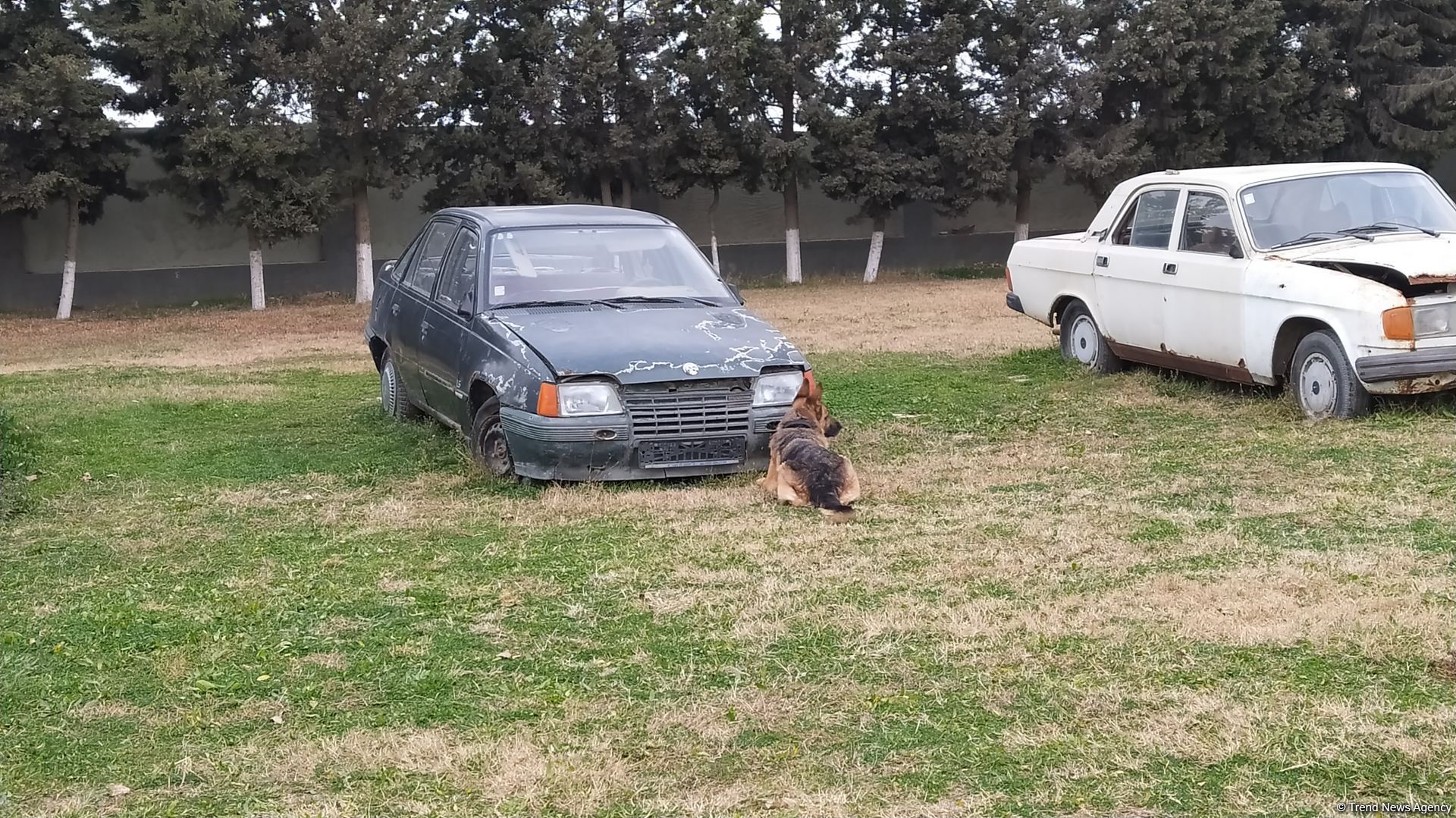 К разминированию освобожденных территорий Азербайджана привлечены специально обученные собаки (ФОТО/ВИДЕО)