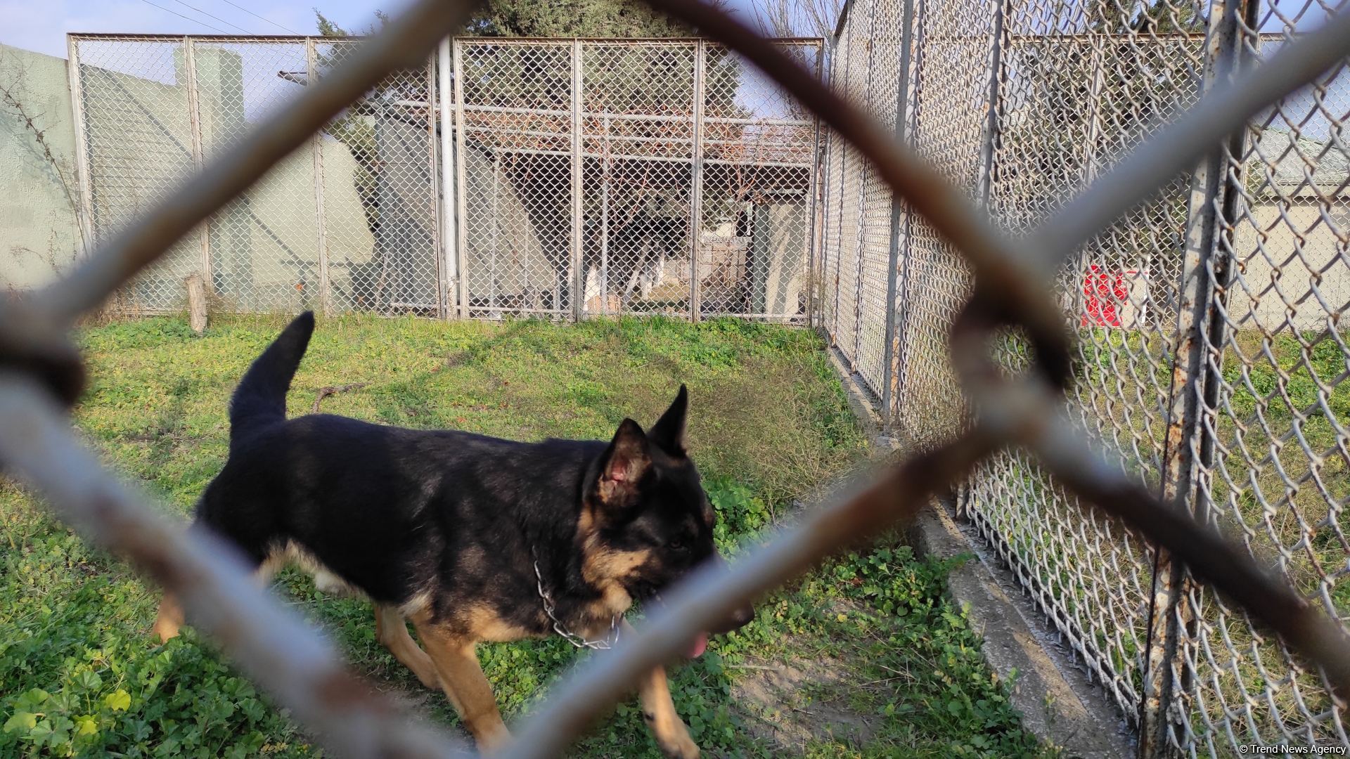 К разминированию освобожденных территорий Азербайджана привлечены специально обученные собаки (ФОТО/ВИДЕО)