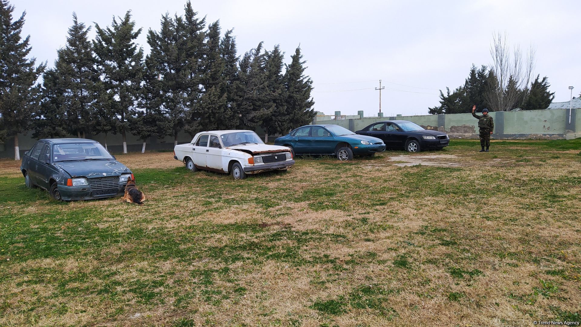 К разминированию освобожденных территорий Азербайджана привлечены специально обученные собаки (ФОТО/ВИДЕО)