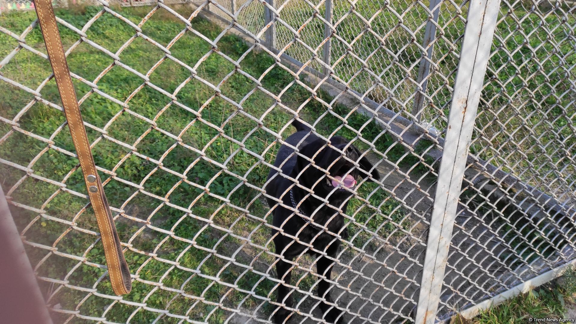 К разминированию освобожденных территорий Азербайджана привлечены специально обученные собаки (ФОТО/ВИДЕО)