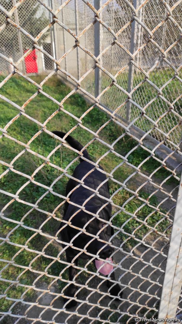 К разминированию освобожденных территорий Азербайджана привлечены специально обученные собаки (ФОТО/ВИДЕО)