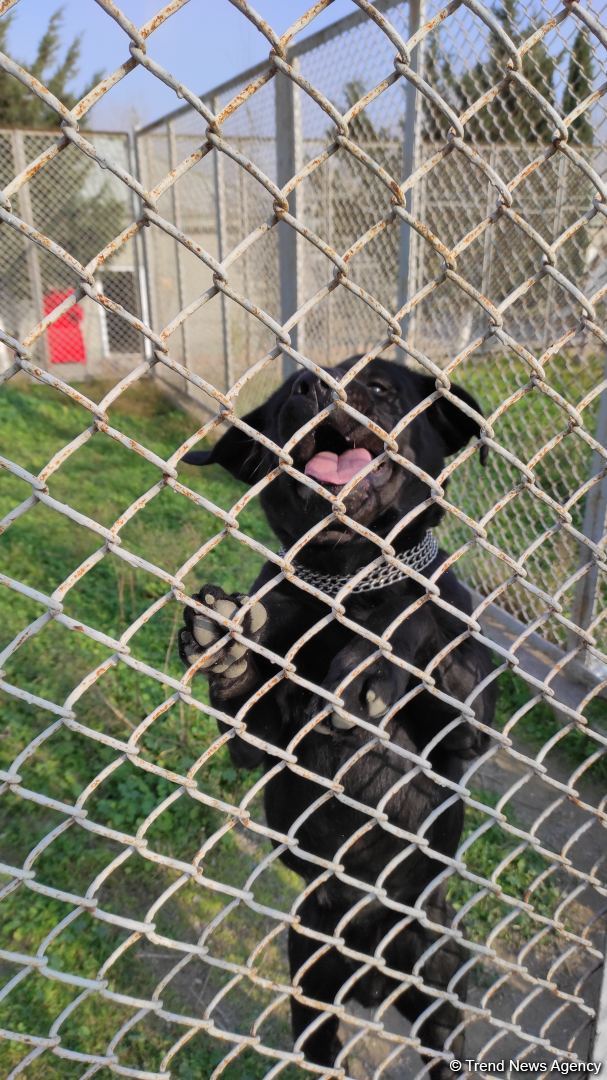 К разминированию освобожденных территорий Азербайджана привлечены специально обученные собаки (ФОТО/ВИДЕО)