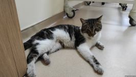 В первую самую крупную и современную на Южном Кавказе ветеринарную клинику в Баку уже поступают обращения - Trend TV (ФОТО/ВИДЕО)