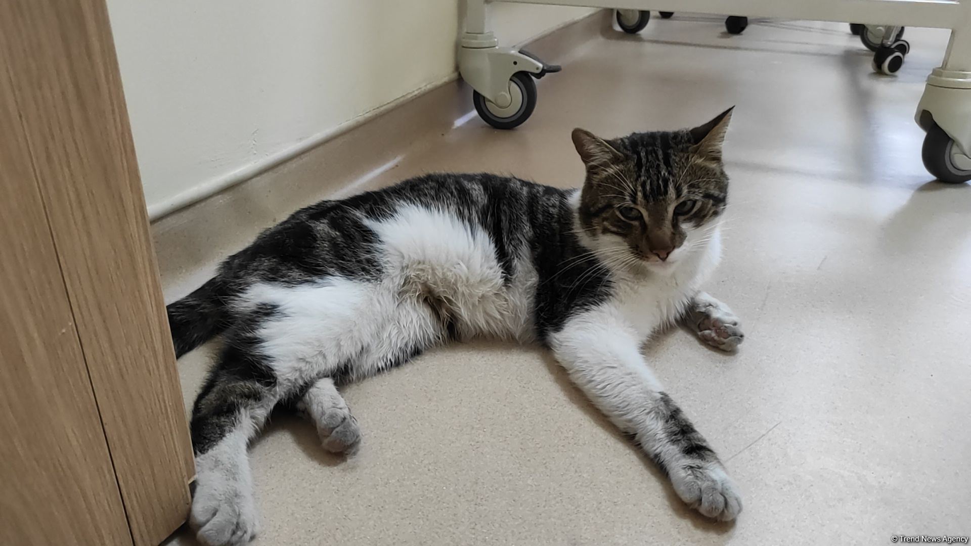 В первую самую крупную и современную на Южном Кавказе ветеринарную клинику в Баку уже поступают обращения - Trend TV (ФОТО/ВИДЕО)