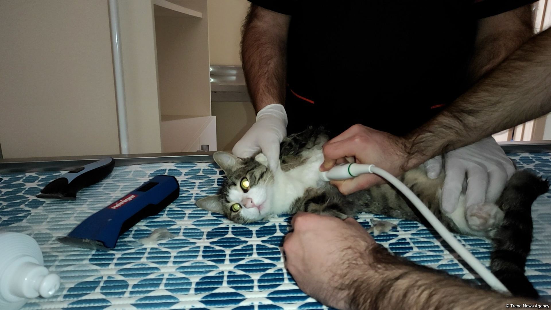 В первую самую крупную и современную на Южном Кавказе ветеринарную клинику в Баку уже поступают обращения - Trend TV (ФОТО/ВИДЕО)