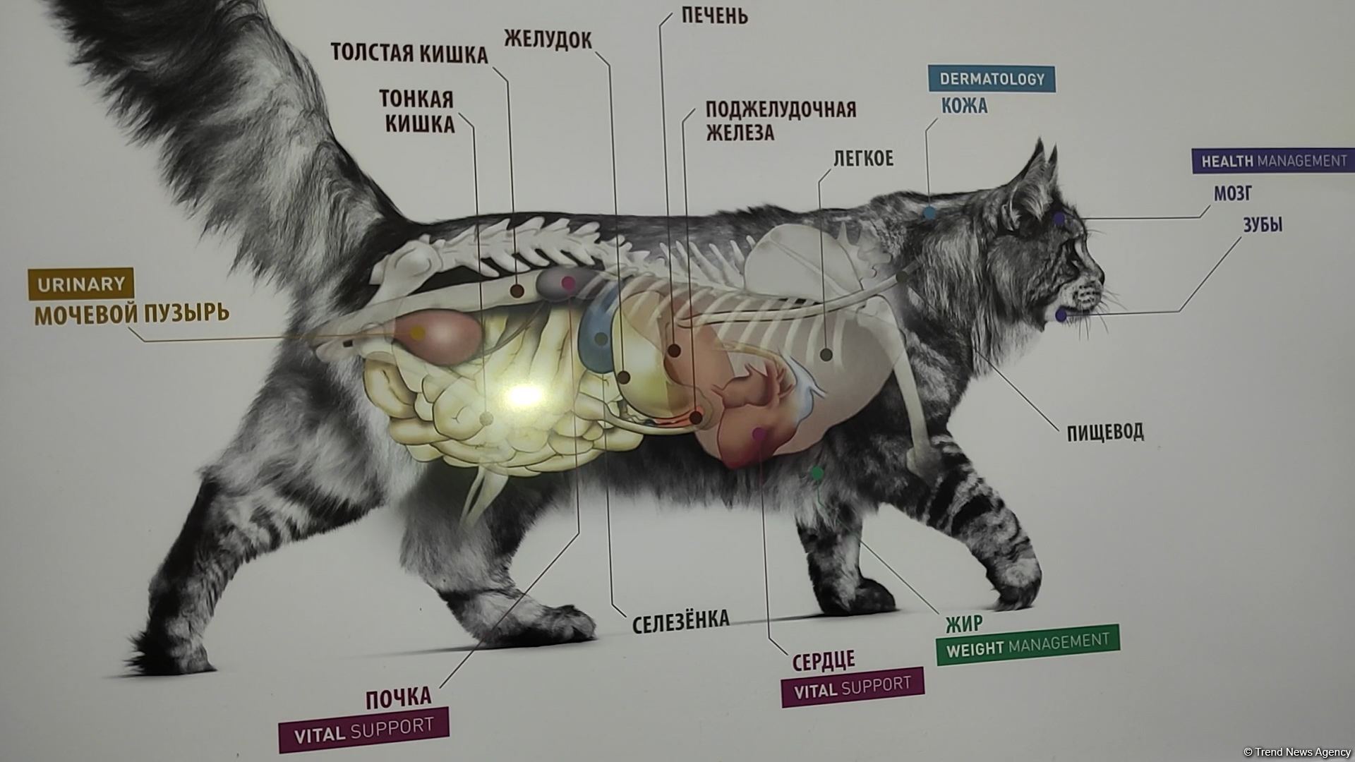 В первую самую крупную и современную на Южном Кавказе ветеринарную клинику в Баку уже поступают обращения - Trend TV (ФОТО/ВИДЕО)