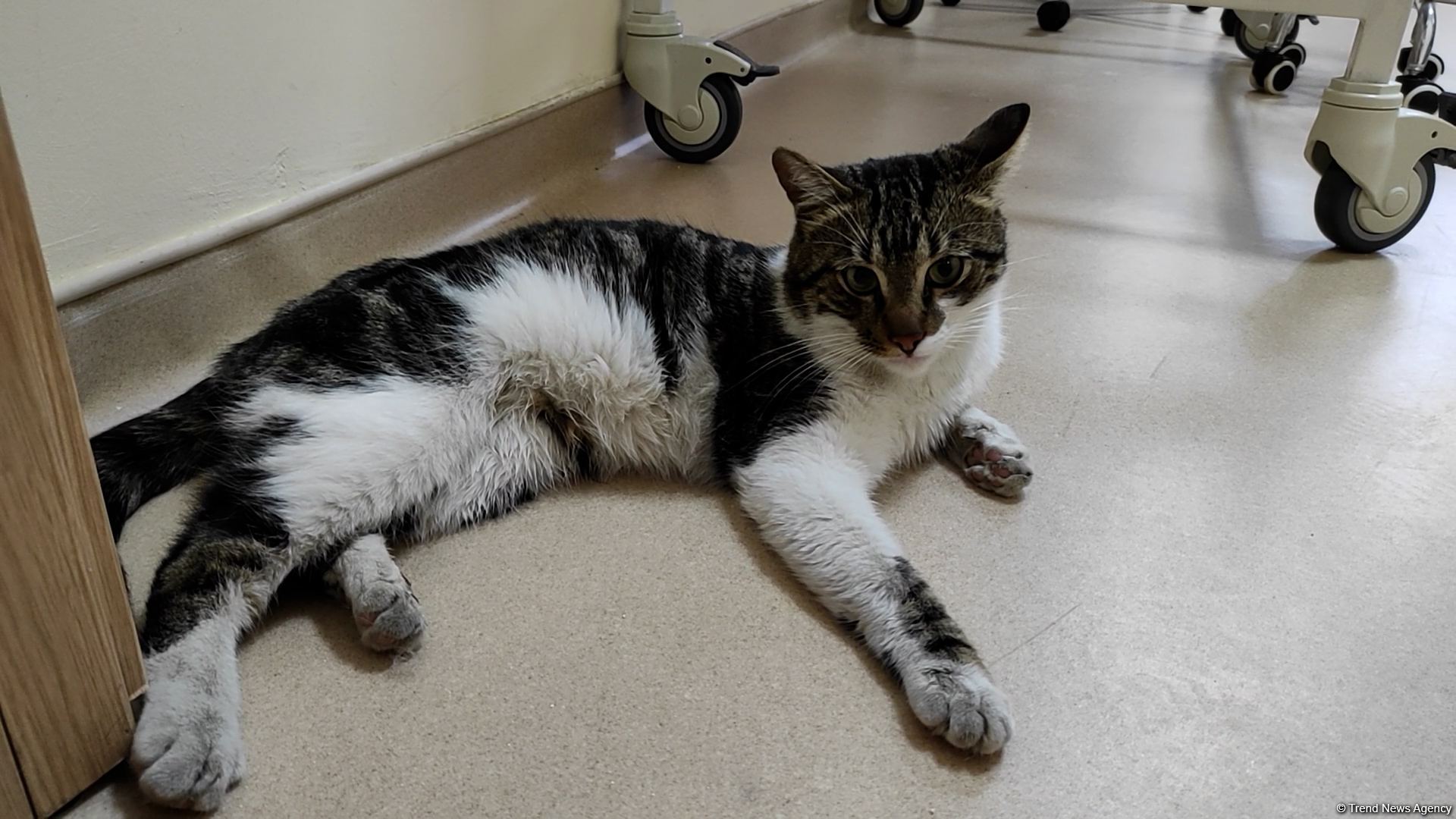 В первую самую крупную и современную на Южном Кавказе ветеринарную клинику в Баку уже поступают обращения - Trend TV (ФОТО/ВИДЕО)