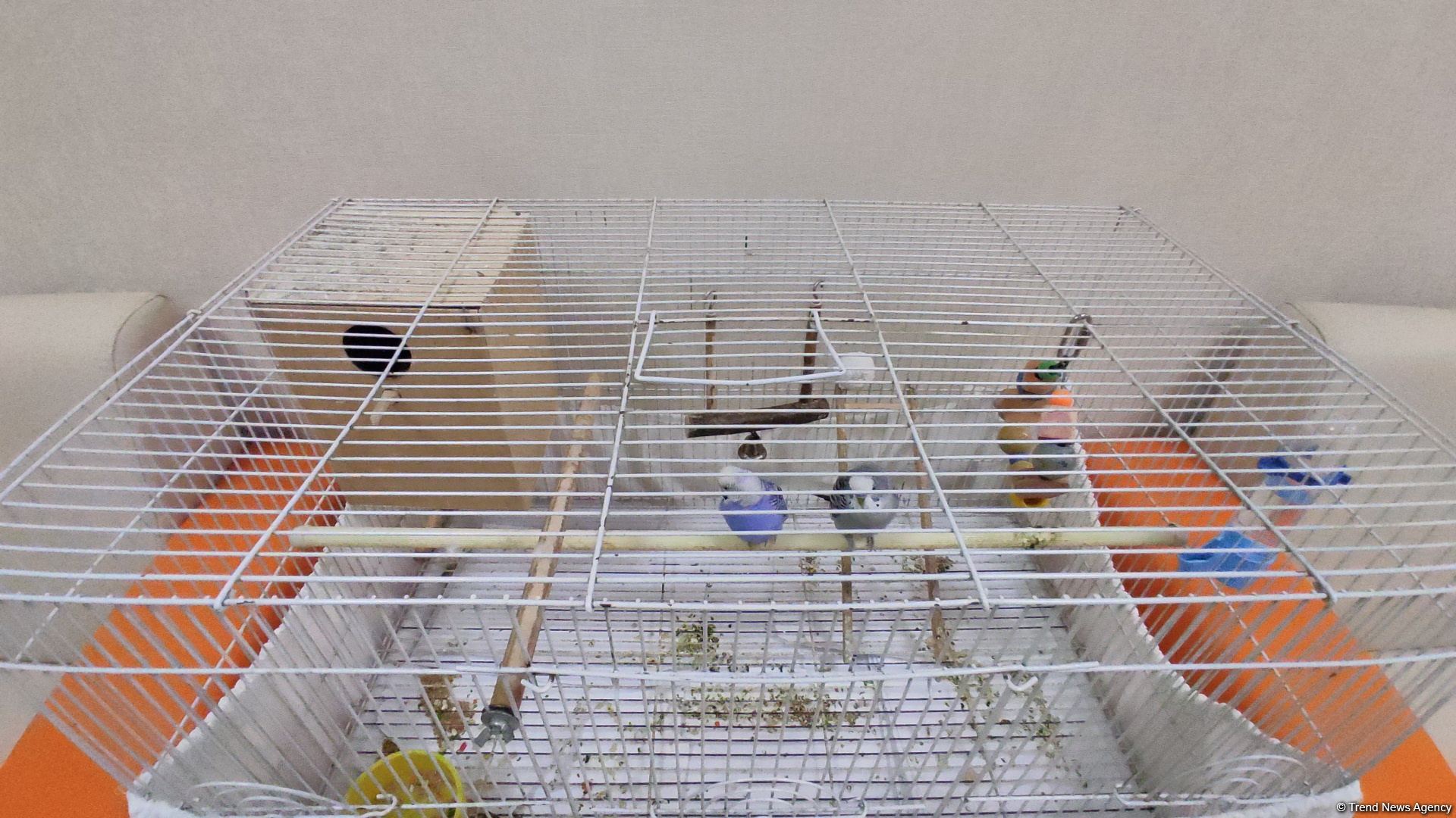 В первую самую крупную и современную на Южном Кавказе ветеринарную клинику в Баку уже поступают обращения - Trend TV (ФОТО/ВИДЕО)