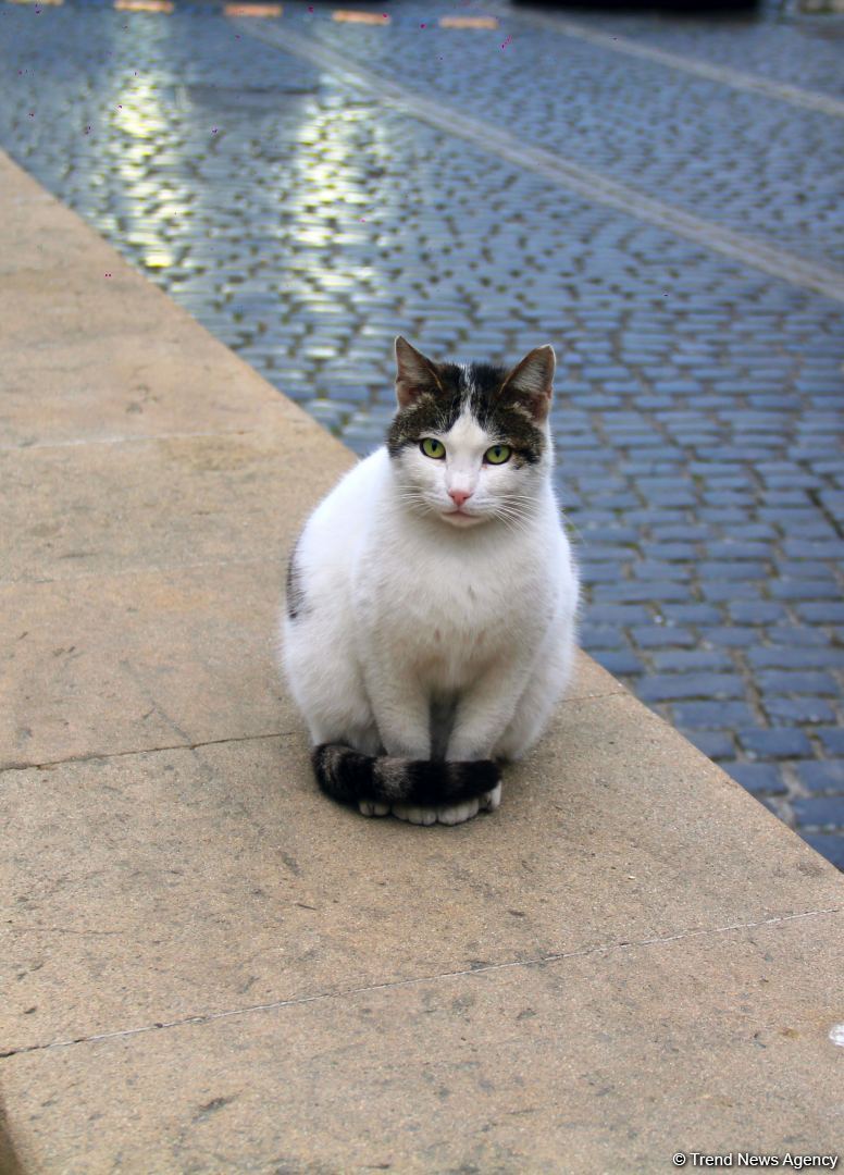 Ичери шехер в начале весны – прогулка перед закатом (ФОТО)