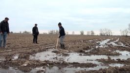 Агдамские фермеры поблагодарили Президента Ильхама Алиева за ускоренные работы по организации процесса орошения - Репортаж Trend TV