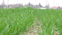 Агдамские фермеры поблагодарили Президента Ильхама Алиева за ускоренные работы по организации процесса орошения - Репортаж Trend TV