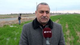 Агдамские фермеры поблагодарили Президента Ильхама Алиева за ускоренные работы по организации процесса орошения - Репортаж Trend TV